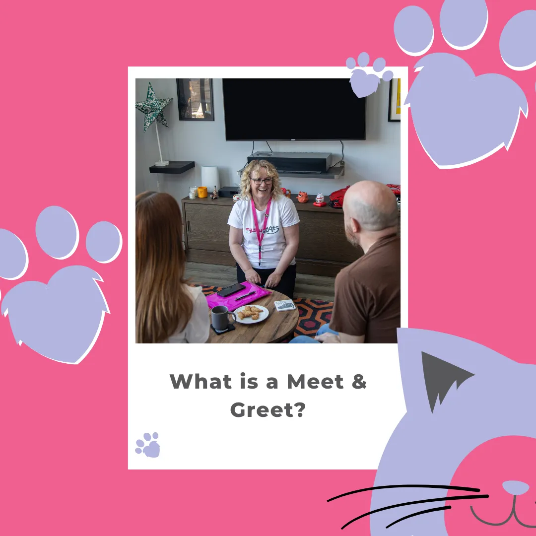 What Is a Cat Sitting Meet and Greet? What to Expect Before You Book