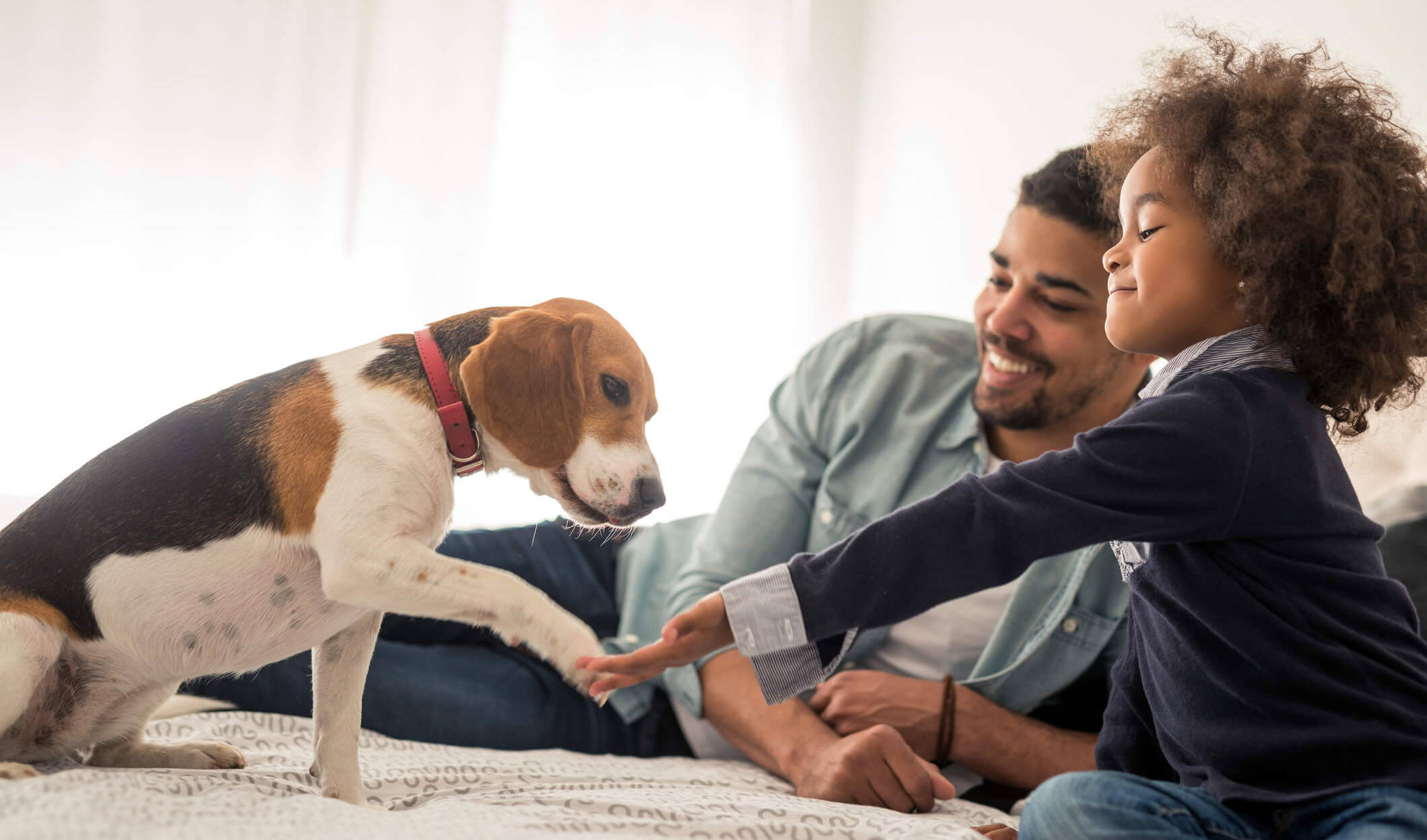 New Year Dog Resolutions