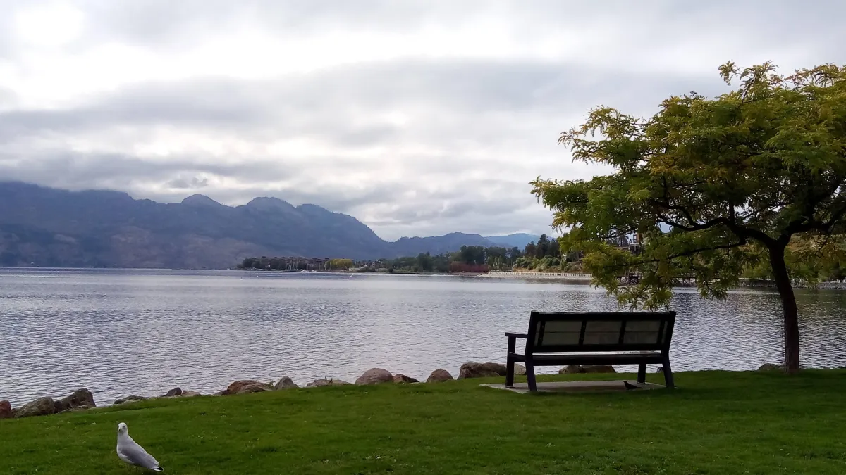 Bench under a tree overlooking Okanagan Lake