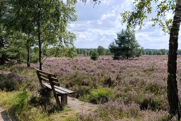 Heideblick von einer Bank in die weite der blühenden Heide mitten im August
