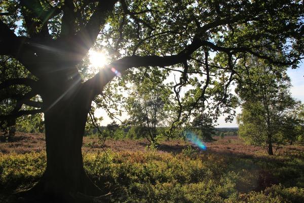 Sonnenlicht in der Heide – Baum, Licht und Natur als Inspiration für achtsames Journaling und kreative Auszeiten