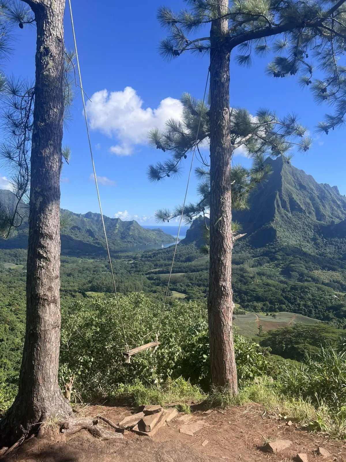 photo des trois pinus