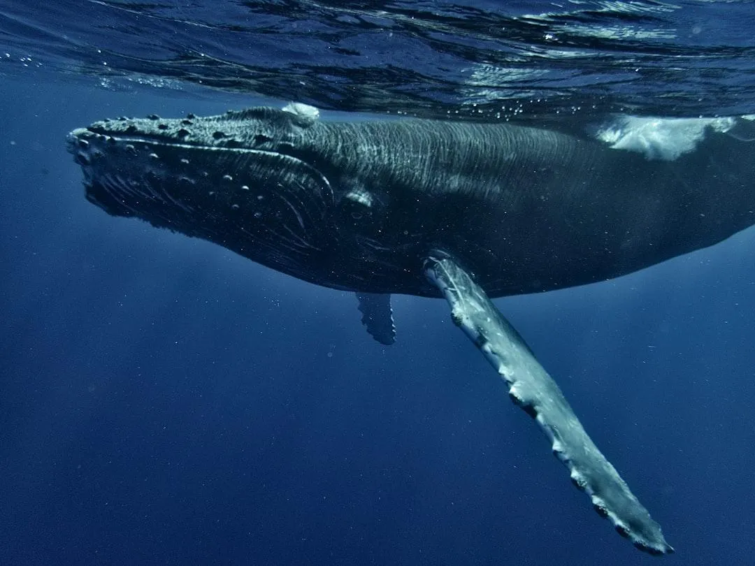 baleine moorea