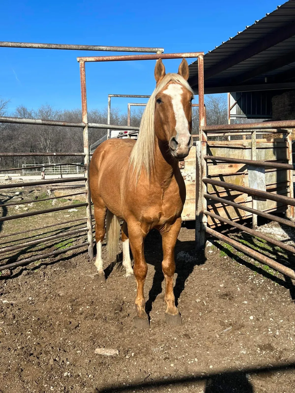 Horse Standing in Pen