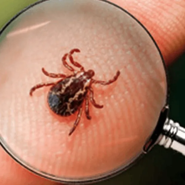 Artritis de la enfermedad de Lyme