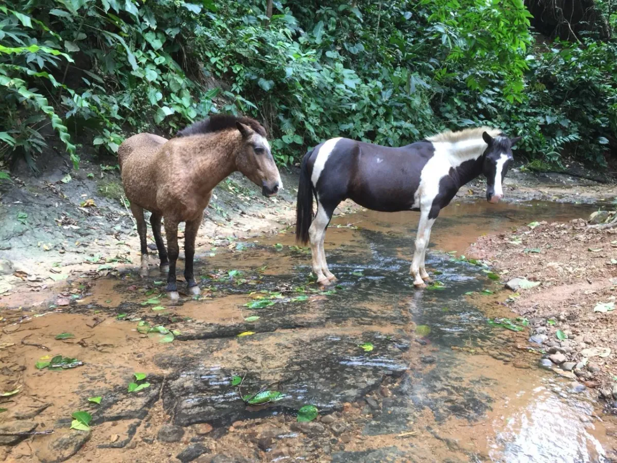 Natural Spring Fed Pools & Rivers