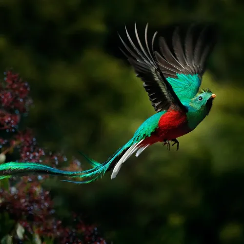 The Magnificent Quetzal 
