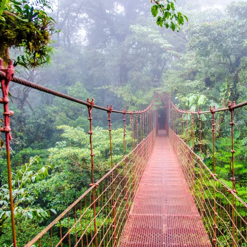 Hiking Paths through Ancient Rainforest