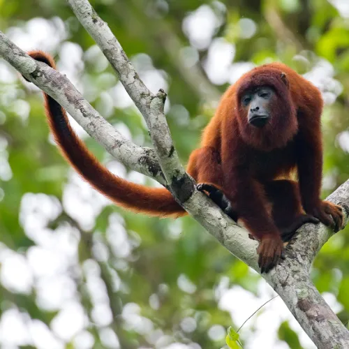 Howler Monkeys to Serenade You