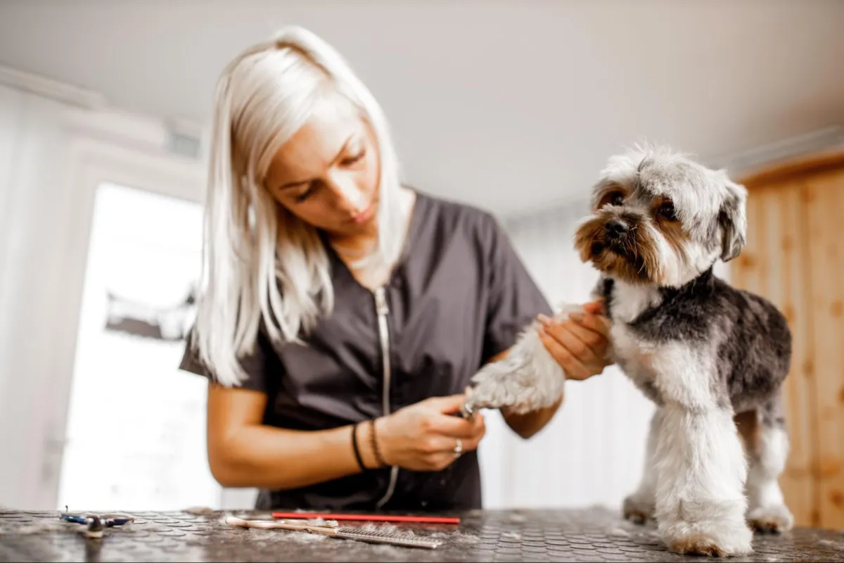 Vet working with a dog