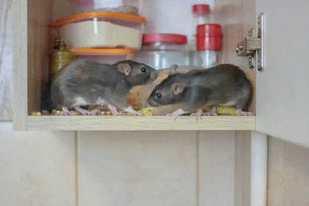 Mice in the House