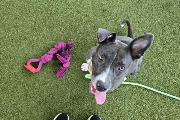 Basic Manners 101: Focus