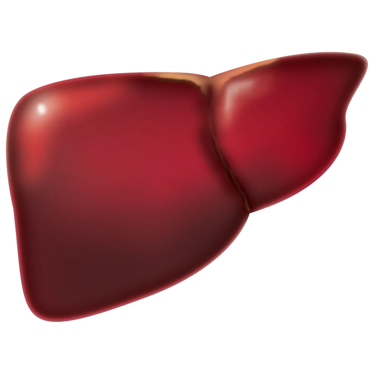 Normal liver