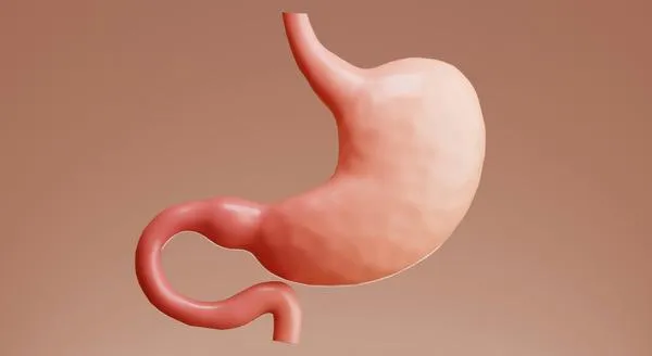The Stomach