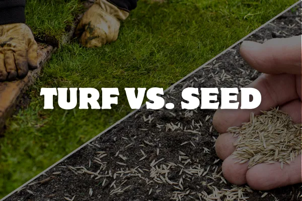 Turf vs. Seed: What’s the Best Option for a Lush Lawn in Brisbane & Gold Coast?