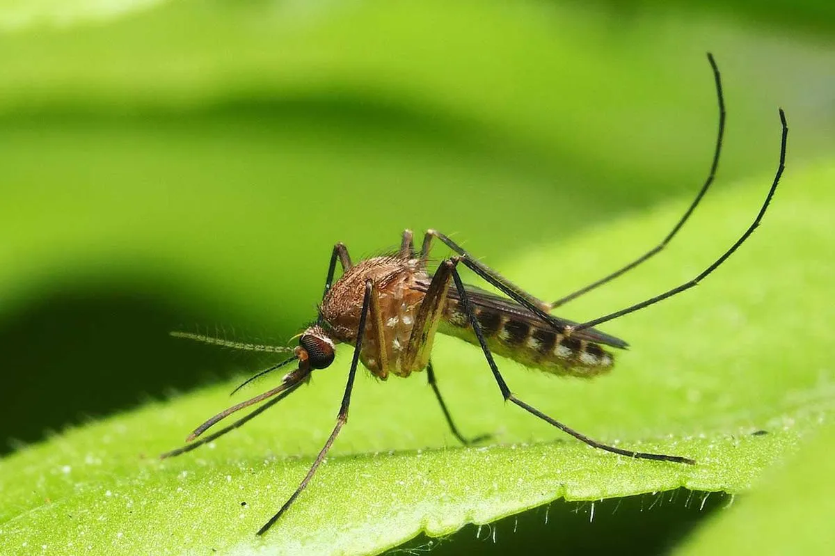 Mosquito control in Coquitlam