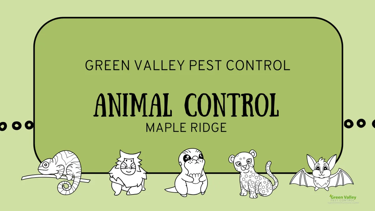 Animal control Maple Ridge