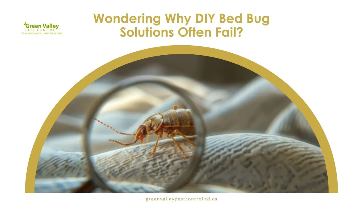 Bed Bug Solutions