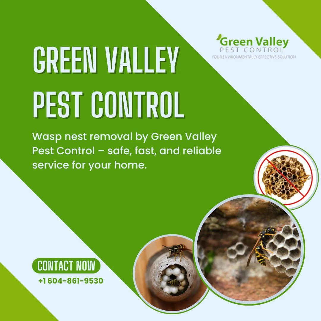 Wasp Nest Removal