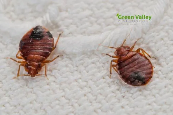 Bed Bug Treatment Maple Ridge