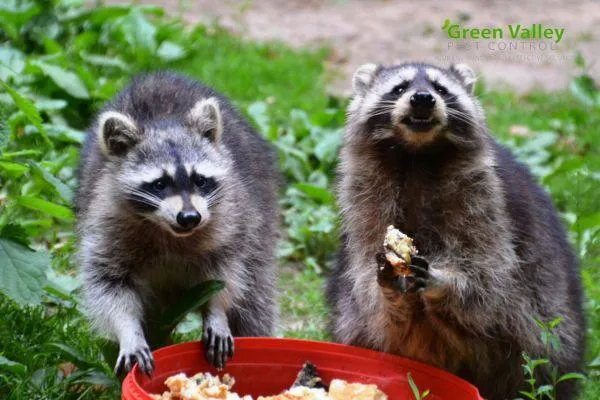 Raccoon Pest Control