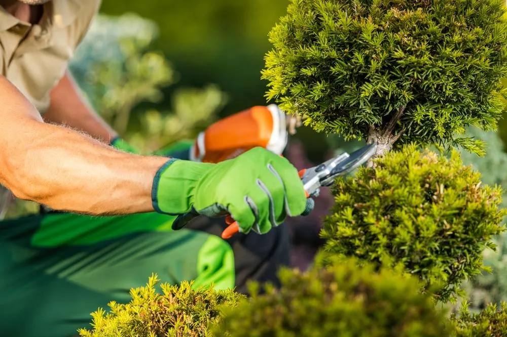 Residential Lawn Care and Property Maintenance in Mason City