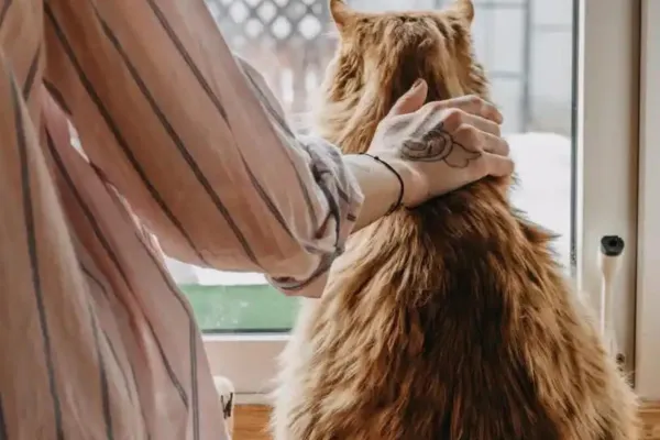 A woman stroking a ginger cat