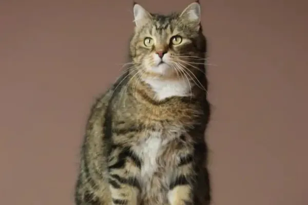 A tabby cat