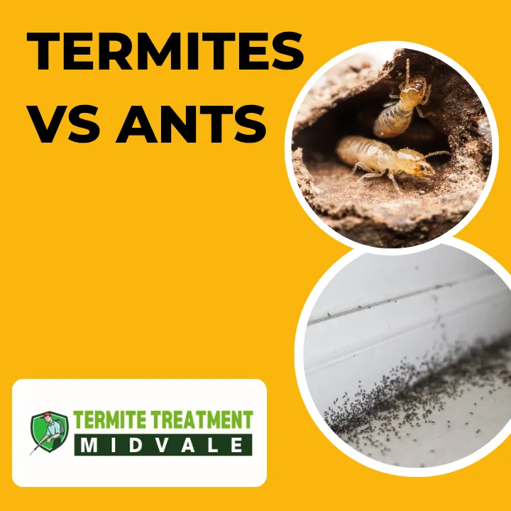 Comparison between termites and ants highlighting physical differences.