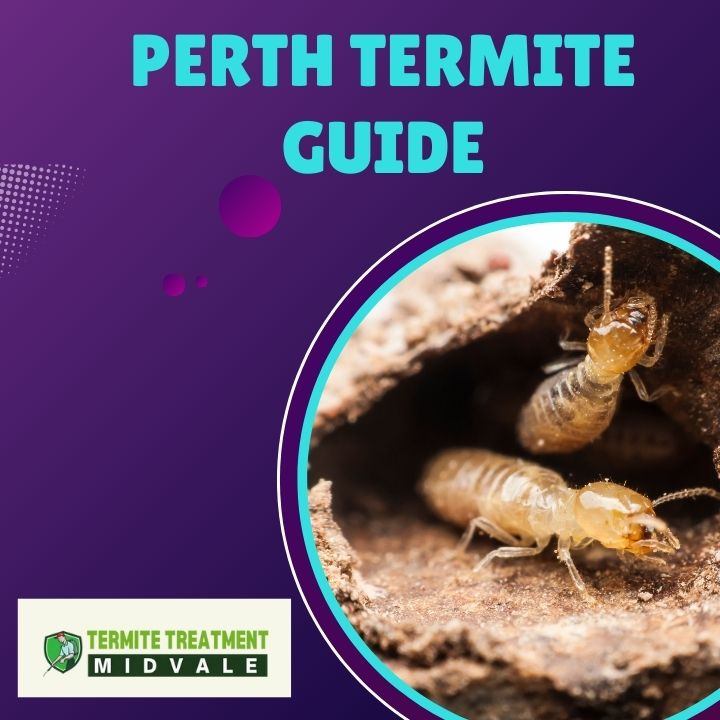 Comparison of different termite species found in Perth homes and gardens.