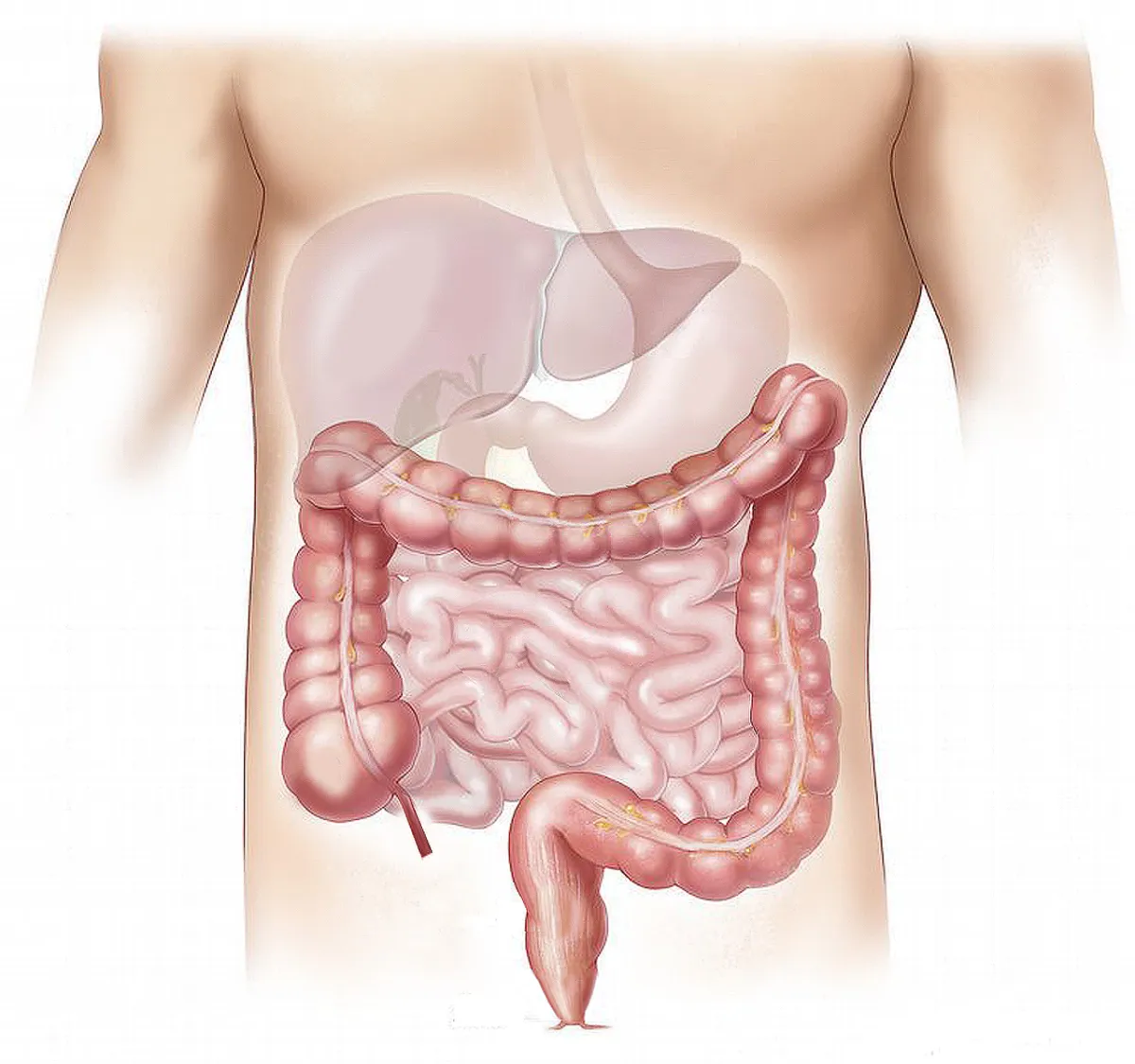 Detoxification Programs