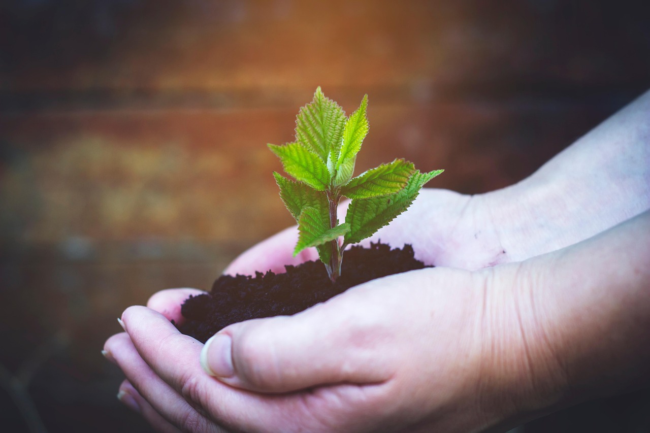 Planting A Tree