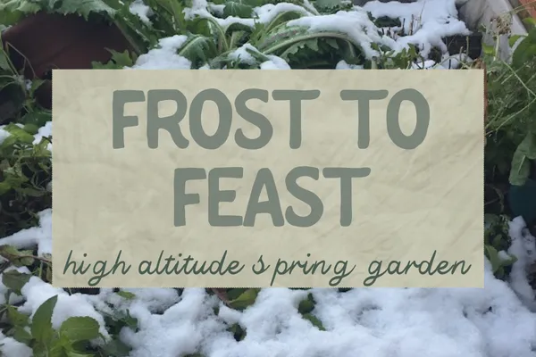 A vibrant mountain garden in early spring with rows of spinach and radishes, surrounded by snow-capped peaks and protected by frost cloths.