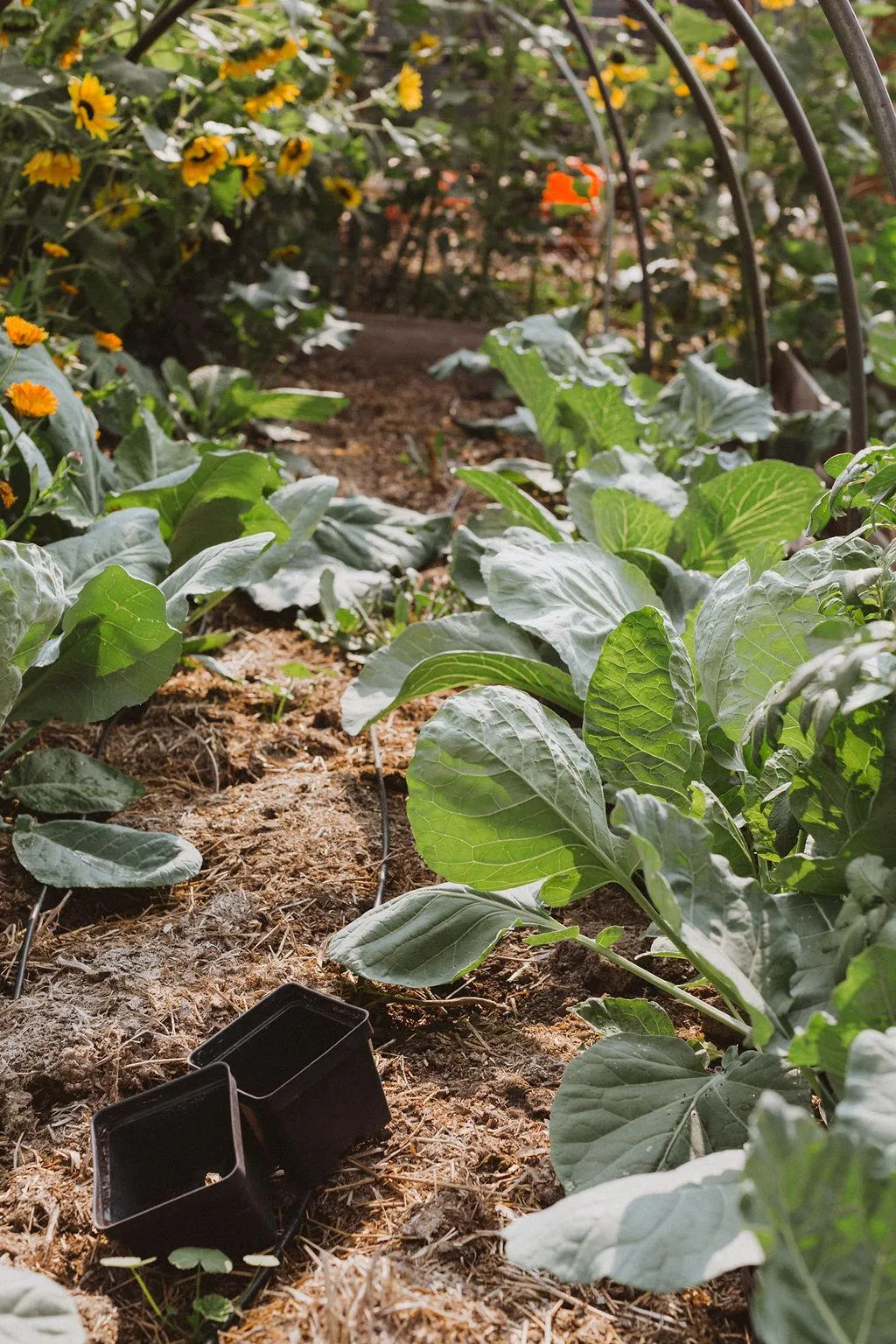 Frost Tolerant Cabbages