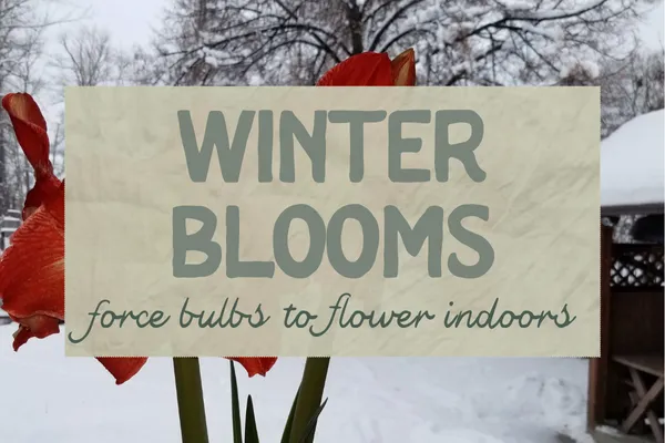 Winter Blooms - force bulbs to flower indoors
