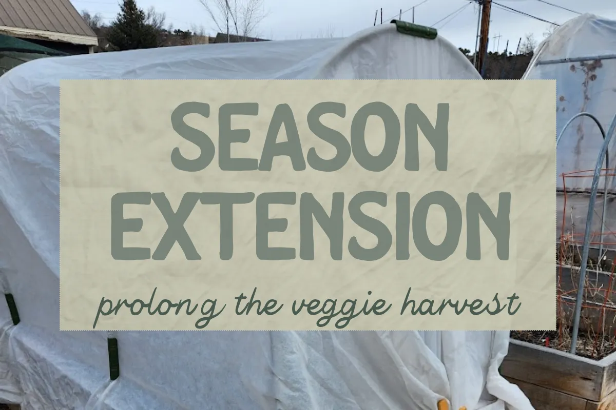 protecting veggies in Eagle County