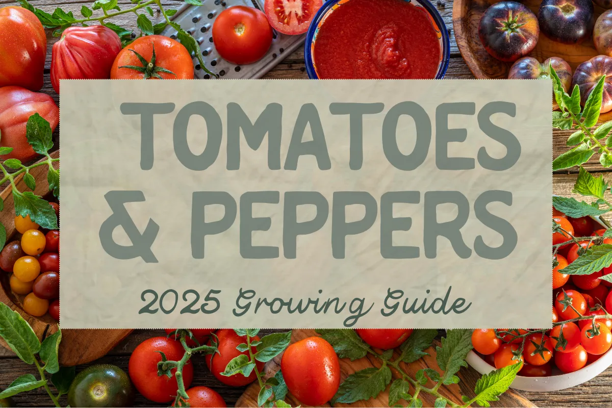 A sunlit raised bed filled with ripening tomatoes, colorful peppers, and glossy eggplants with trellises and mulch, framed by a mountain backdrop