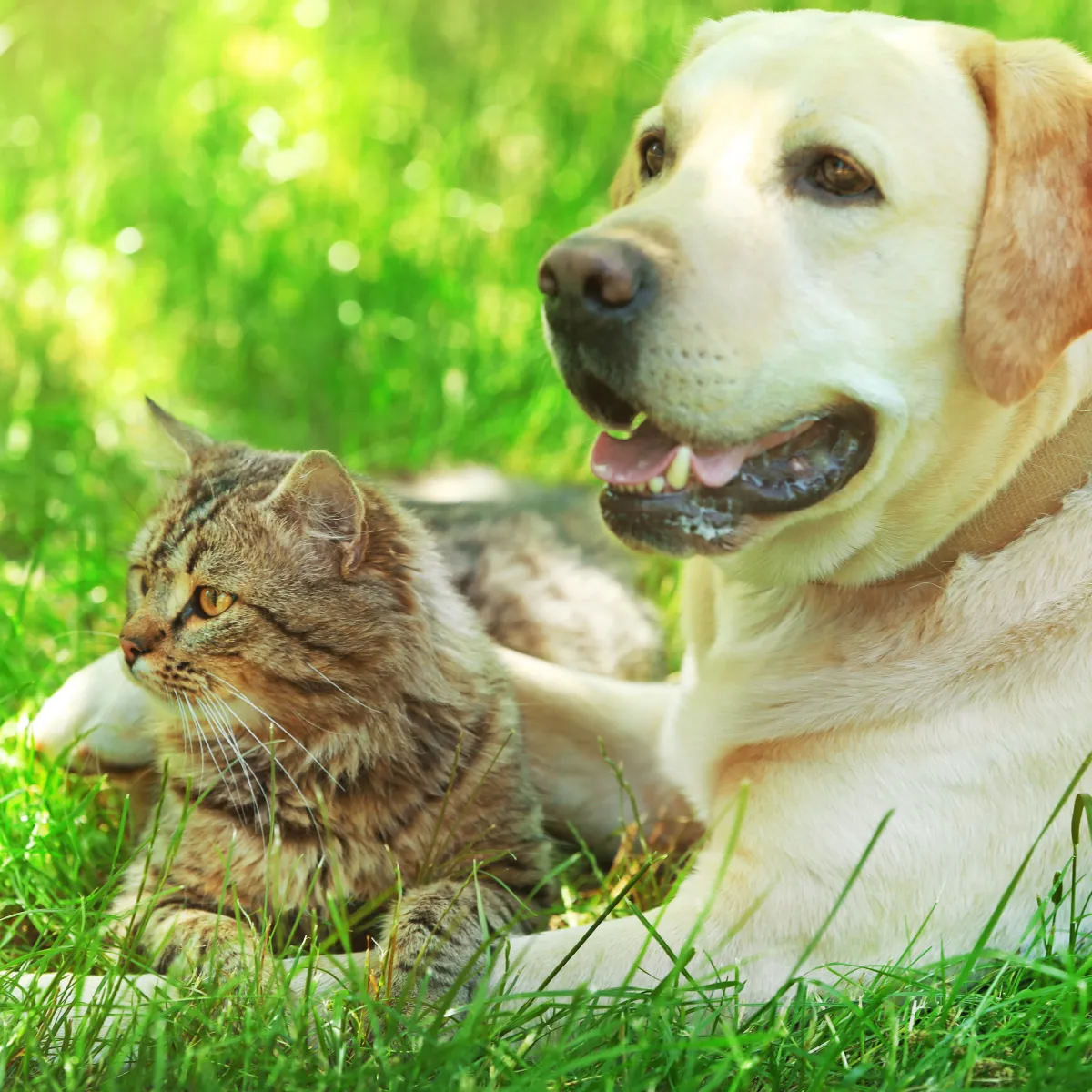 Pet Harmony