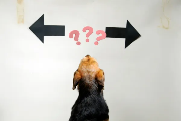 Dog looking confused with question marks over their head and arrows pointing in different directions