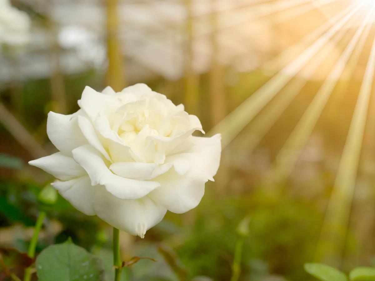 The Rose Speaks: A Guide to Loving Your Awkward, Beautiful Growth
