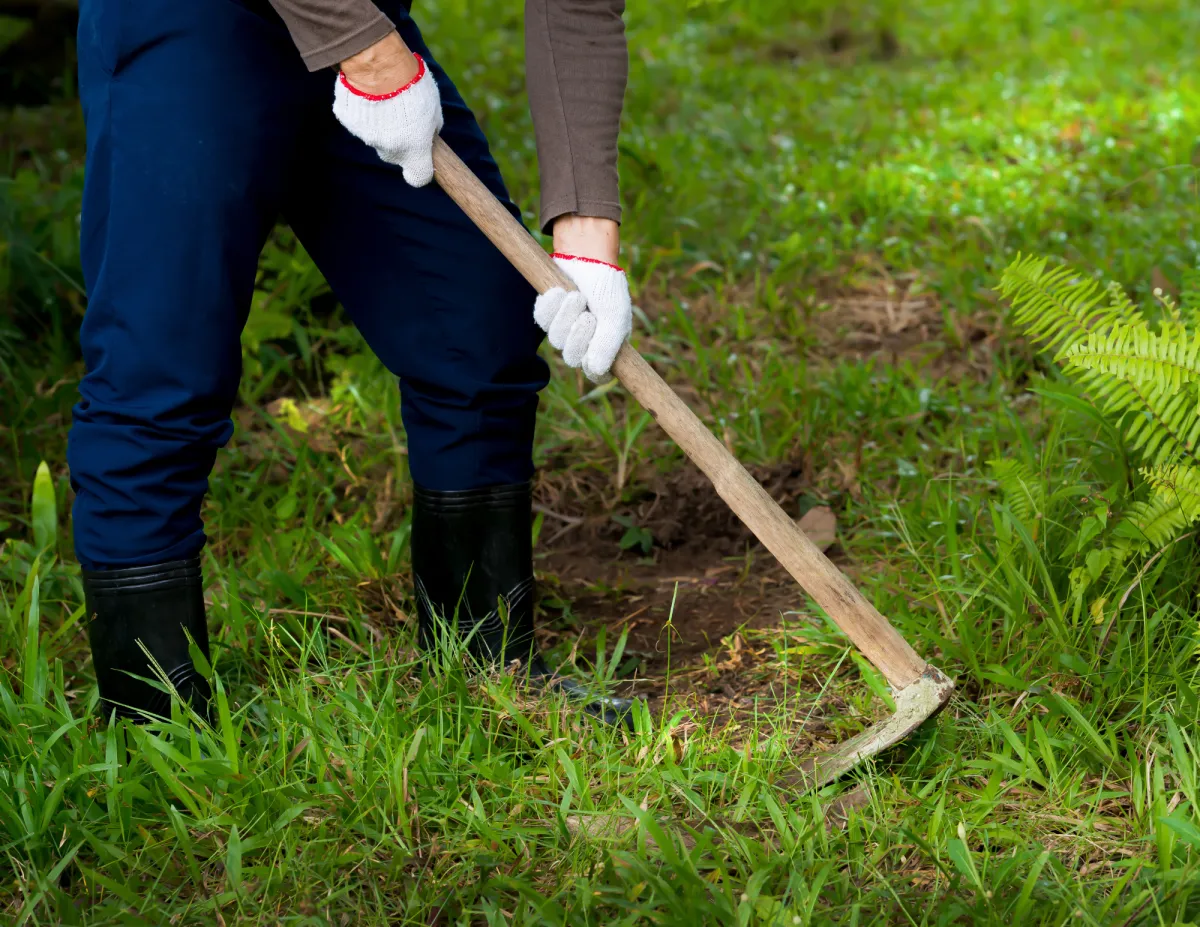 Stop Planting Weeds and Complaining About Your Salad