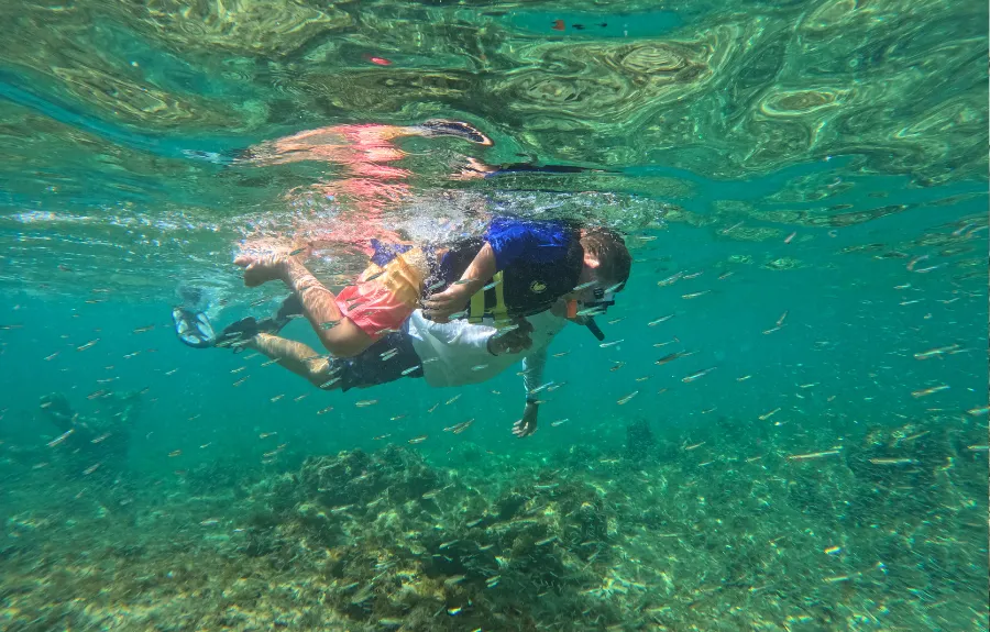 Caribbean Wildlife Encounters: Birds, Fish, Reptiles, Amphibians, & Mammals of the Virgin Islands