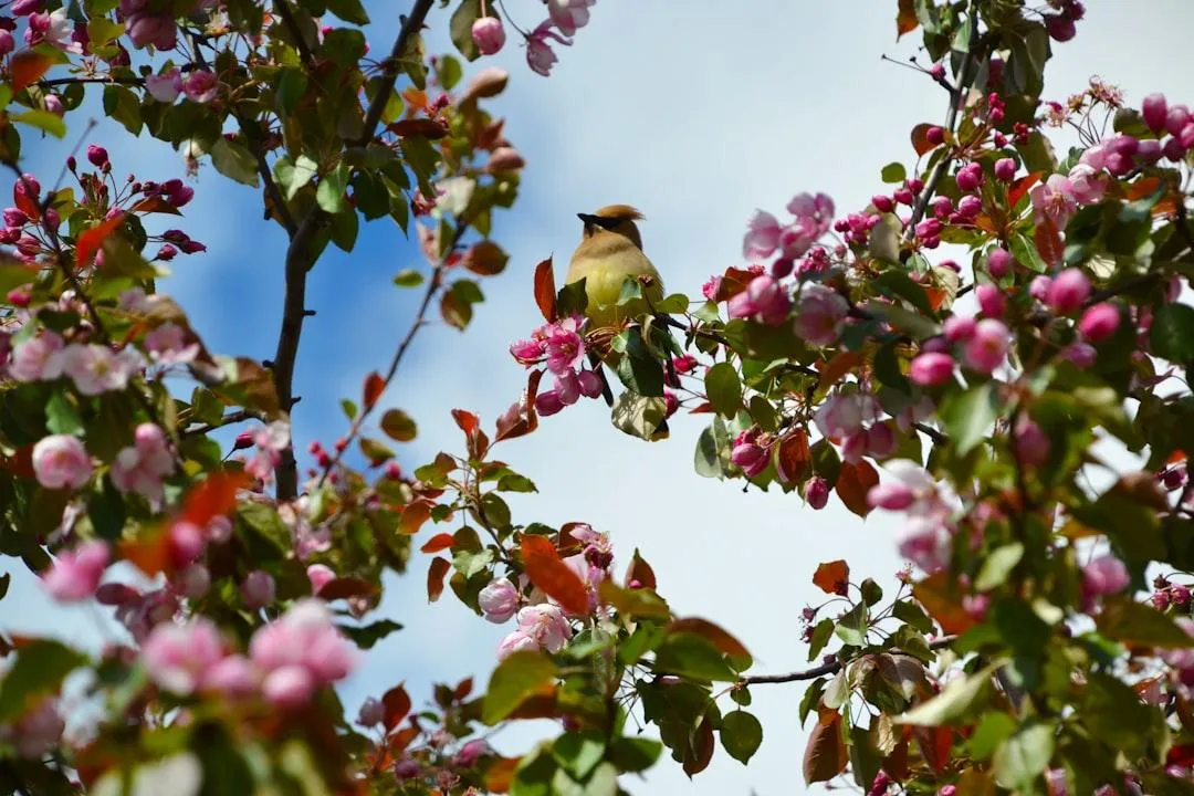 A small yellow bird perched on a tree branch adorned with delicate pink flowers, surrounded by soft greenery.