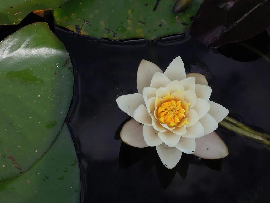 Green lily pads floating on dark water, with a single delicate flower resting among them.