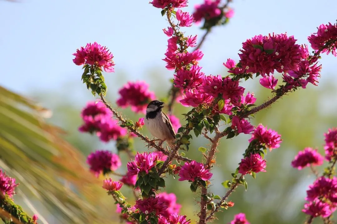 Bright hot pink flowers blooming on green stems, set against a natural background.
