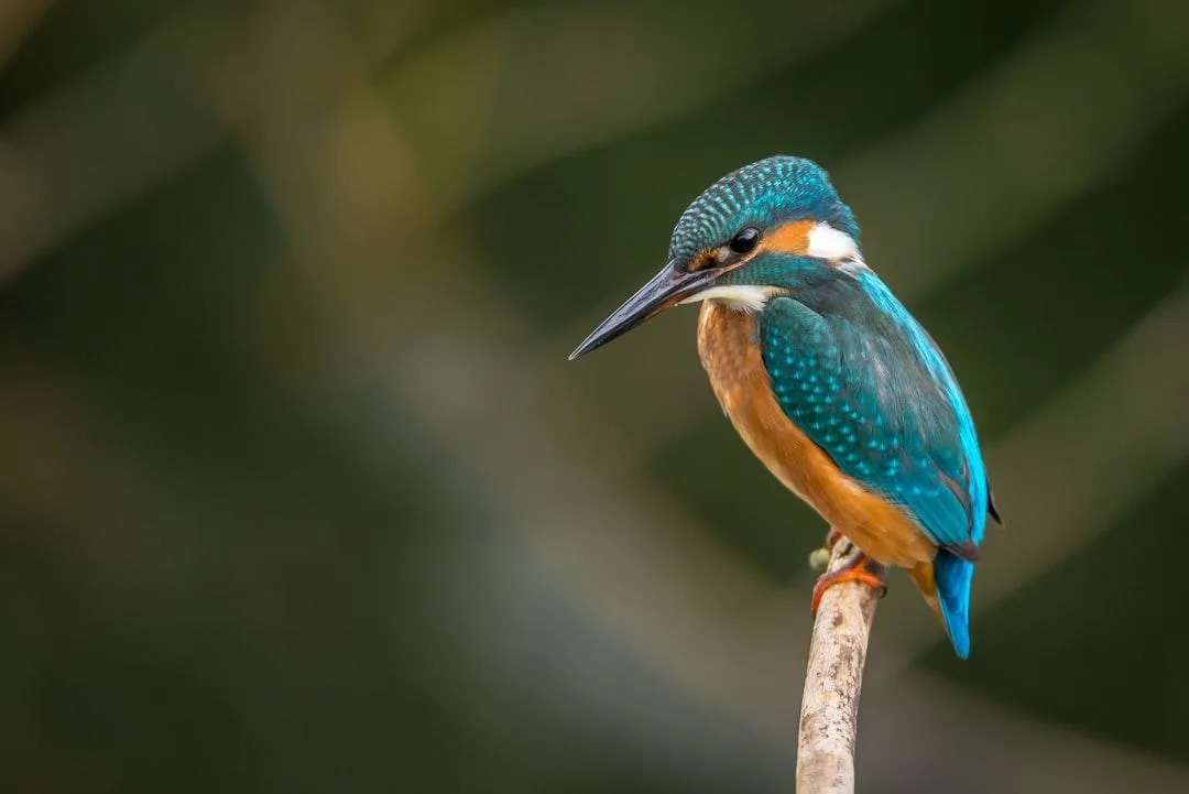 Orange and teal bird perched on a branch with a soft, blurred background.