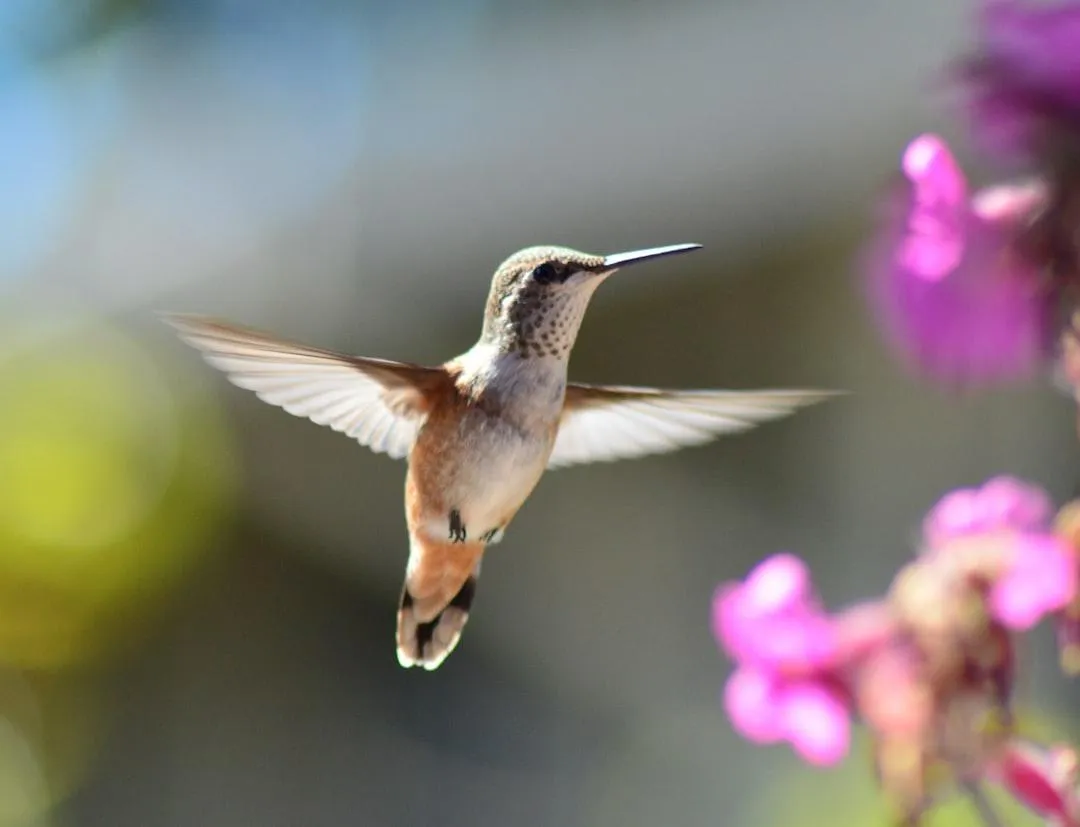 Hummingbird flying with purple flowers in the foreground