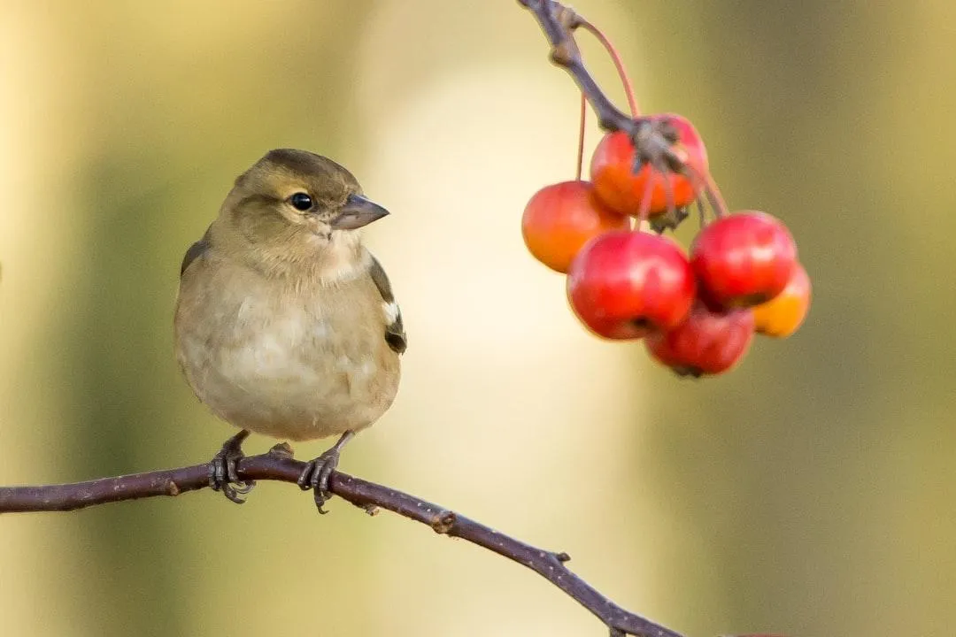 Photo by Vincent van Zalinge on Unsplash Bird looking at red and orange berries