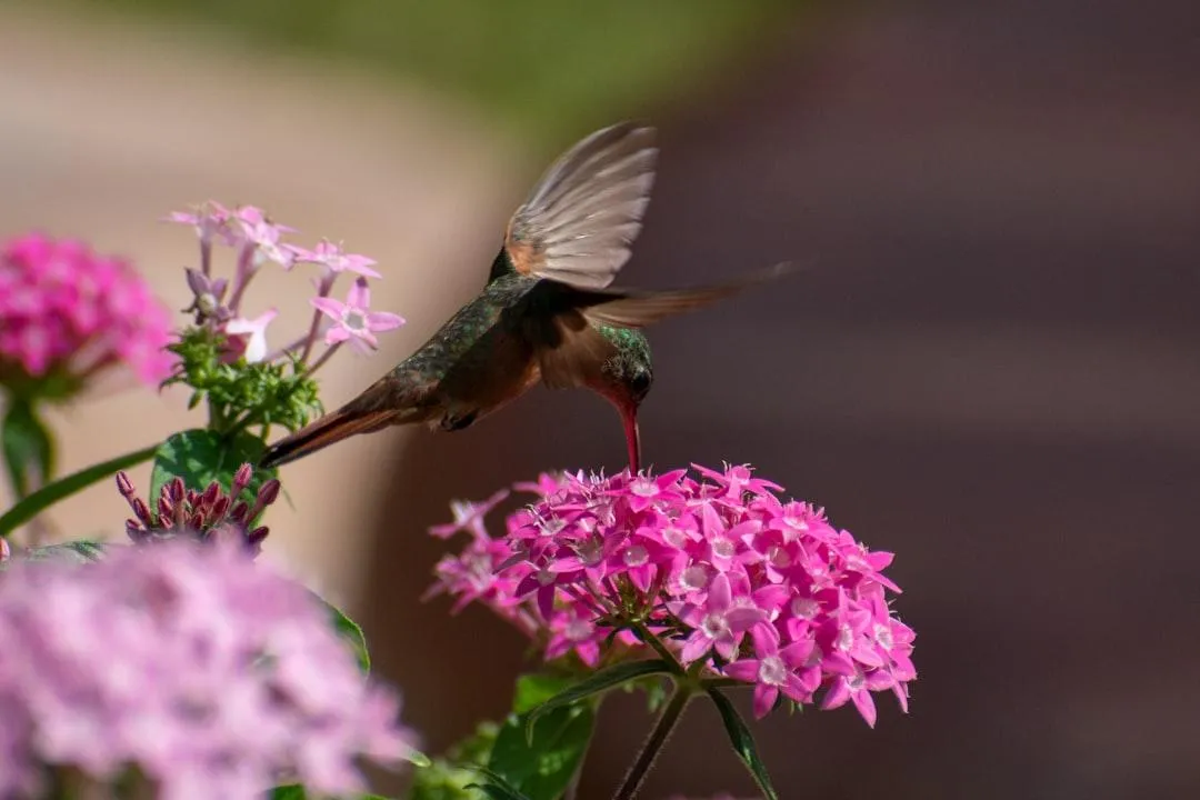 A flying hummingbird with its beak in a bunch of pink flowers
