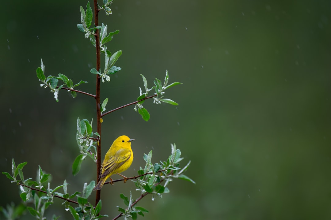 Small yellow bird on a green branch with a green background